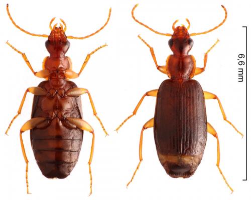 Réf. 237 403 : Dromius agilis